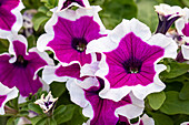 Petunia, purpurrot-weiß
