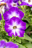 Petunia, violett-weiß