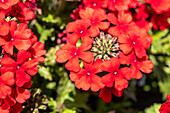 Verbena, red