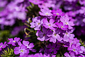 Verbena, violet