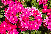 Verbena Hybride, pink