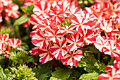 Verbena hybrid, white-red