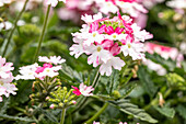 Verbena hybrid, white-pink