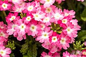 Verbena hybrid, white-pink