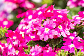 Verbena hybrid, pink