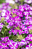 Verbena hybrid, purple-white