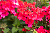 Verbena hybrid, pink-red