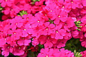 Verbena hybrid, pink