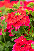 Verbena hybrid, pink