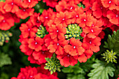 Verbena, red