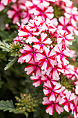 Verbena Hybride, weiß-rot