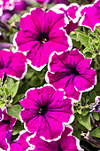 Petunia, pink-weiß