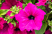 Petunia, pink