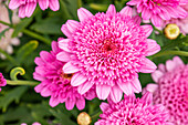 Argyranthemum frutescens, pink