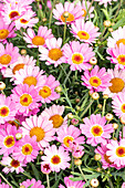 Argyranthemum frutescens, rosa