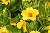 Calibrachoa, yellow