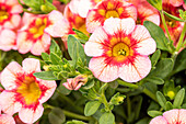 Calibrachoa, pink-red