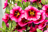 Calibrachoa, pink-red