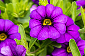 Calibrachoa, violet