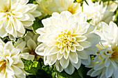Dahlia x hortensis, weiß