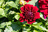 Dahlia x hortensis, dark red