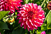 Dahlia x hortensis, magenta