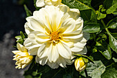 Dahlia x hortensis, weiß