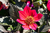 Dahlia x hortensis, magenta