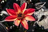 Dahlia x hortensis, rot