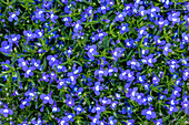 Lobelia erinus, blue