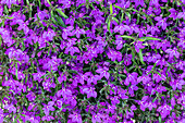 Lobelia erinus, violett