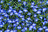 Lobelia erinus, blue