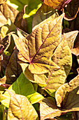 Ipomoea batatas, variegated