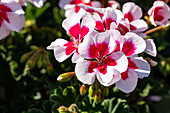 Pelargonium zonale, pink-white