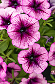 Petunia, pink-red