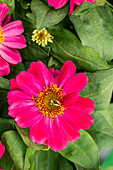 Zinnia marylandica, pink