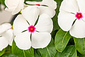 Catharanthus roseus, weiß