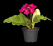 Streptocarpus