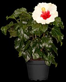 Hibiscus rosa-sinensis, white