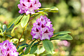 Rhododendron 'Blue Ensign'