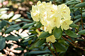 Rhododendron 'Goldinetta'®
