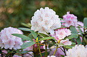 Rhododendron yakushimanum 'Schneekrone'