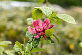 Calycanthus x raulstonii 'Hartlage Wine'