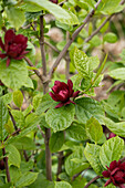 Calycanthus x raulstonii 'Hartlage Wine'