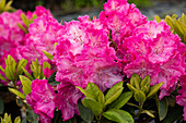 Rhododendron 'Germania'®