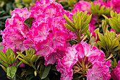 Rhododendron 'Germania'®