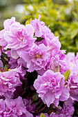 Rhododendron obtusum 'Elsie Lee'
