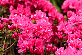 Rhododendron obtusum 'Labe'