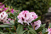 Rhododendron 'Herbstfreude'