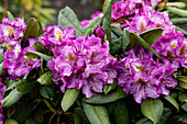 Rhododendron 'Anatevka'